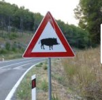 Attention Sangliers