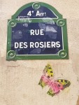 Papillon rue des rosiers