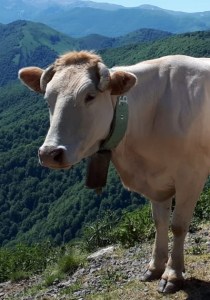 Vache pensante